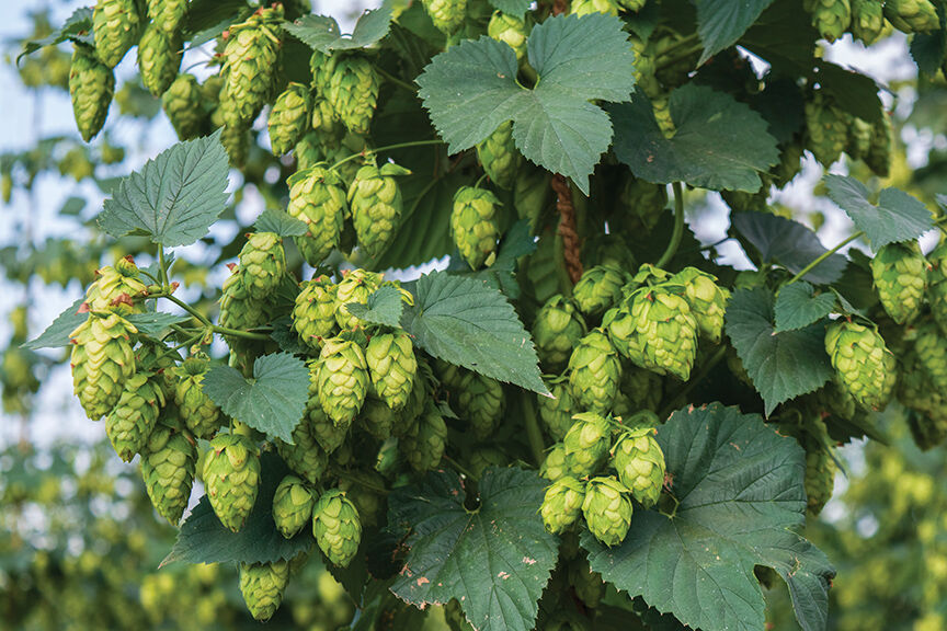 PHOTOS: A look at operations at Mungo's hop farm